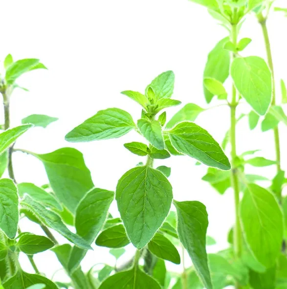 Tension Buster | Hoofdpijn roller