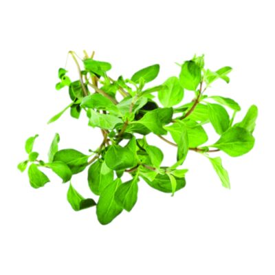 Oregano etherische olie Origanum marjorana