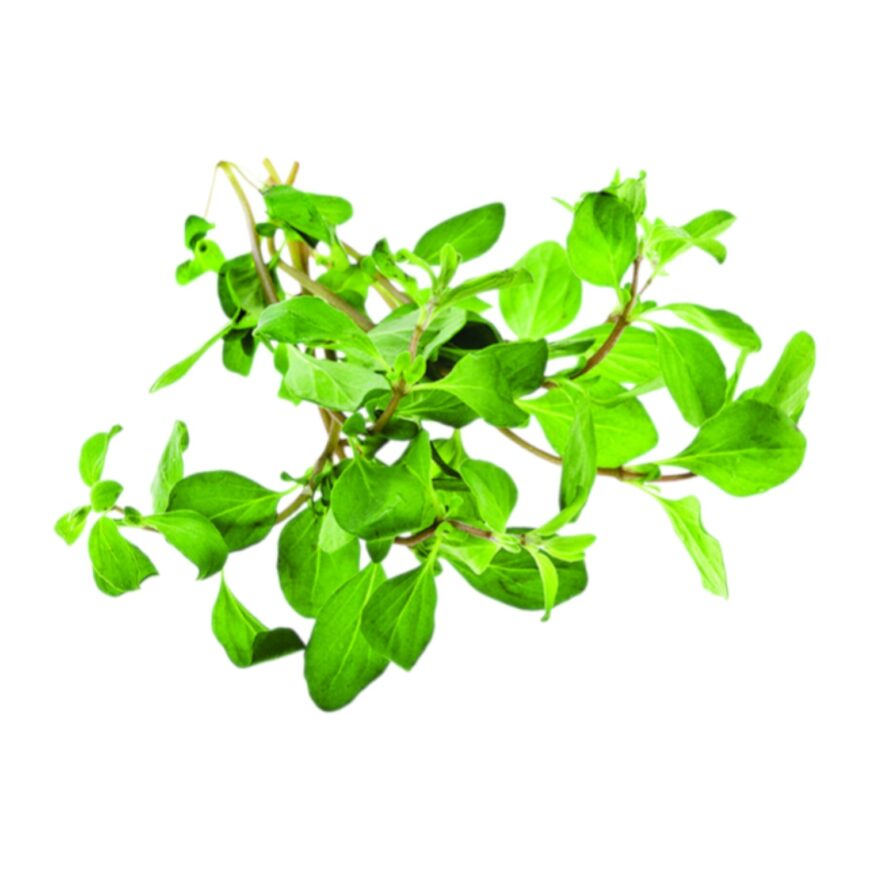 Oregano | Olie Oregano | Olie