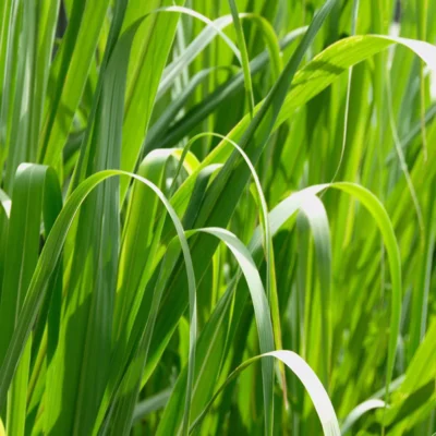 Palmarosa etherische olie Cymbopogon Martinii