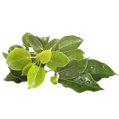 De Groene Linde | Ravensara | Olie