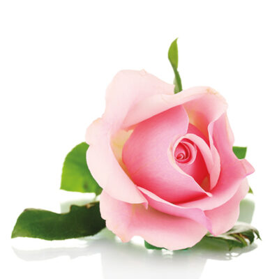Roos 10% etherische olie Rosa damascena