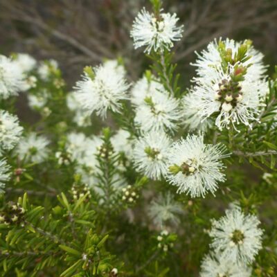 Rosalina etherische olie Melaleuca Ericifolia