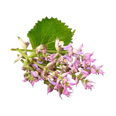 Scharlei Salvia sclarea etherische olie