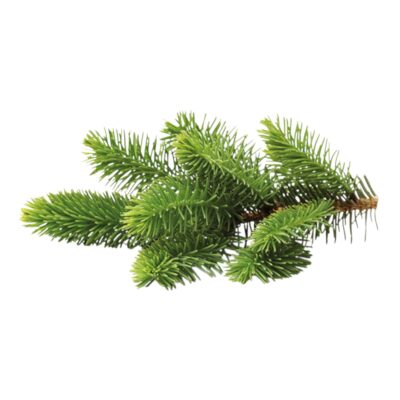 Spar etherische olie Abies Seberica
