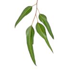 Eucalyptus Citriodora | Olie