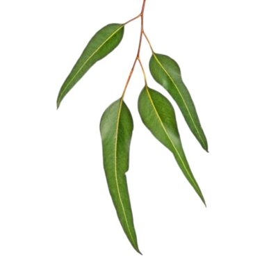 eucalyptus citriodora etherische olie