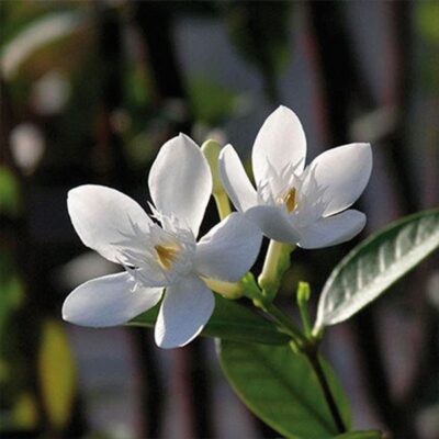 jasmijn etherische olie Jasminum Officinalis