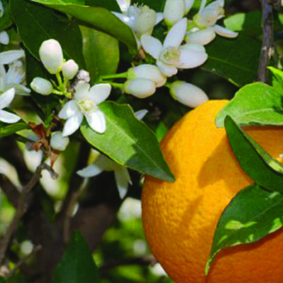 neroli etherische olie Citrus Aurantium