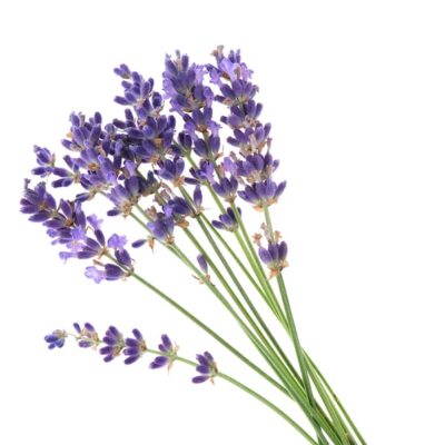 Lavendel Spike etherische olie Lavandula Latifolia