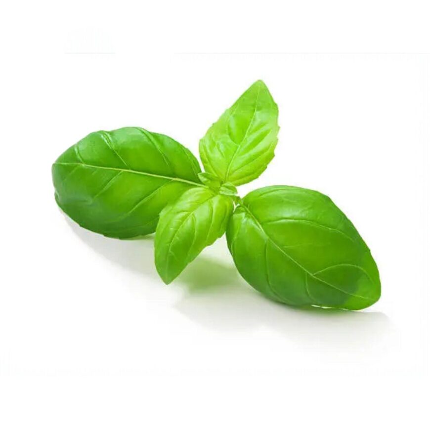Basilicum | Olie Basilicum | Olie