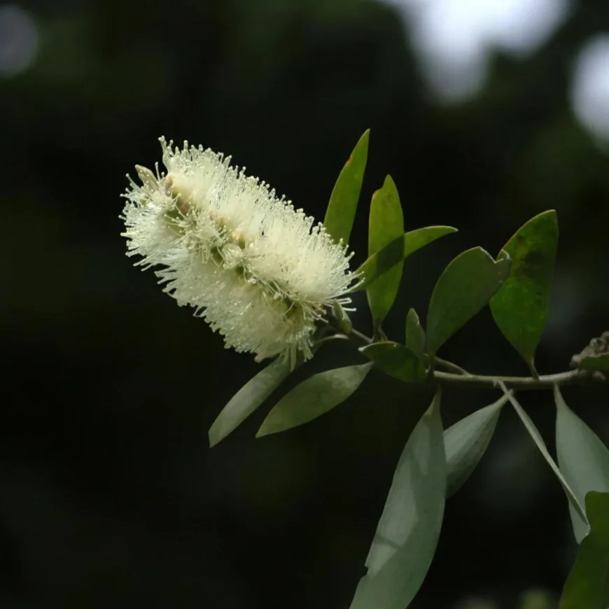 Cajeput | Olie Cajeput | Olie