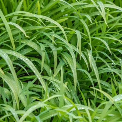 Citronella-etherische-olie-kinderen