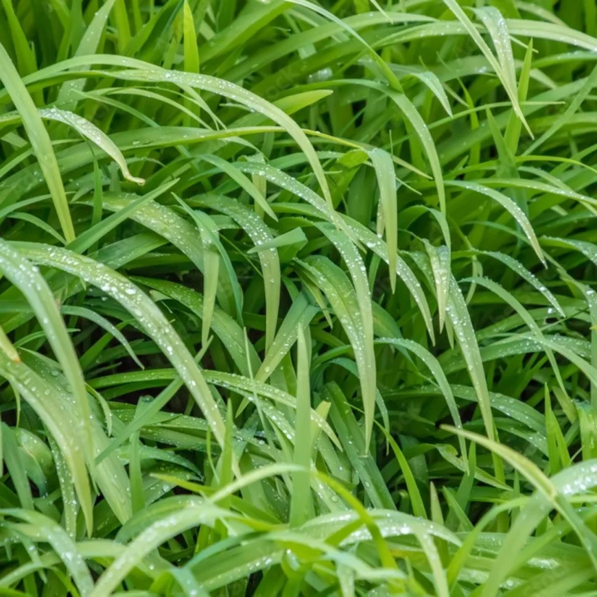 Incarnatie | Auraspray