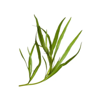 Dragon-etherische-olie-Artemisia-dracunculus