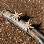 L'Heure Dorée | Étonnant oorbellen