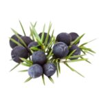 Jeneverbes (Bes) | Olie