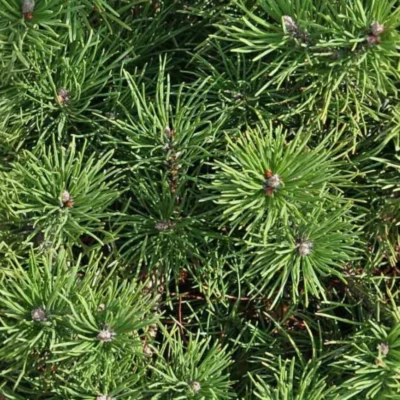 Latschenkiefer-etherische-olie-Pinus-Mughus