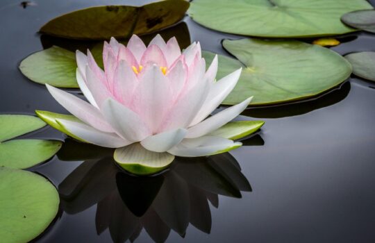 De link tussen aromatherapie en mindfulness
