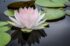 De link tussen aromatherapie en mindfulness