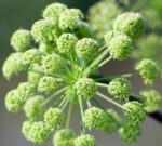 Incarnatie | Auraspray