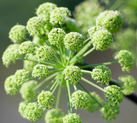 Incarnatie | Auraspray