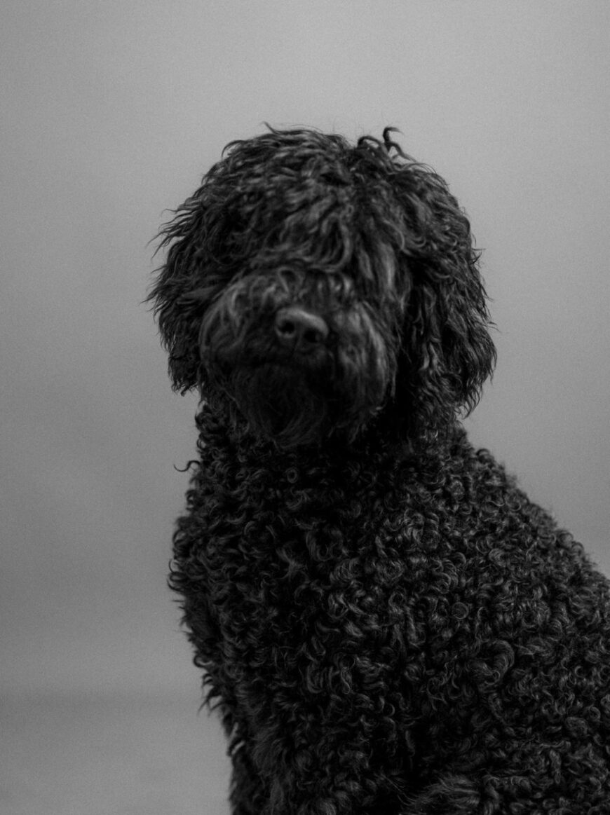 Huisdieren | Doggy Outdoor | Natuurlijke teken- en vlooienspray