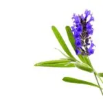 Tension Buster | Hoofdpijn roller