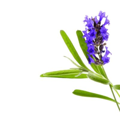 Lavendin Ardeche Lavandula Hybrida Super