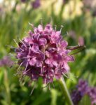 Acceptance | Auraspray