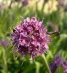 Acceptance | Auraspray