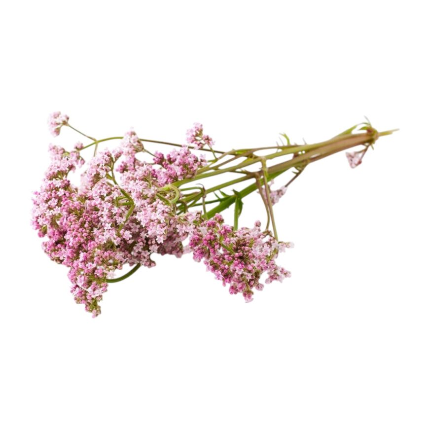 Burn Out | Good Night | Olie Burn Out | Good Night | Olie