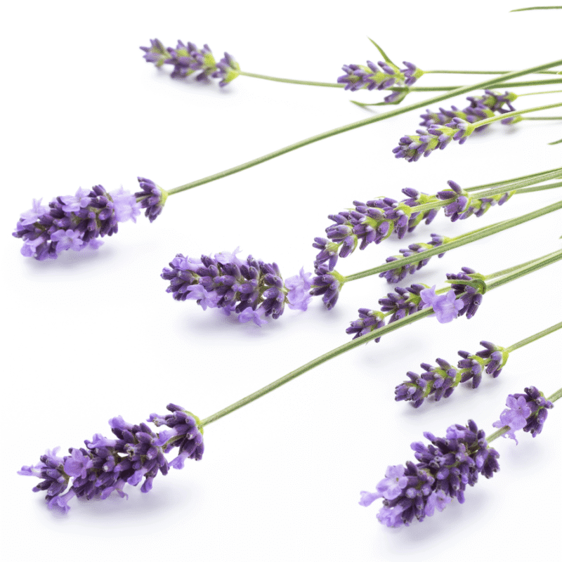 Lavendel Fine AOP | Etherische Olie