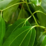 Zen & Silence | Olie