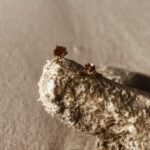 L'Heure Dorée | Amitié oorbel (one piece)