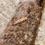 L'Heure Dorée | Cœur armband