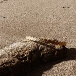 L'Heure Dorée | Éclat armband