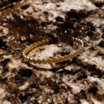 L'Heure Dorée | Éclat armband