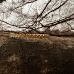 L'Heure Dorée | Éclat armband