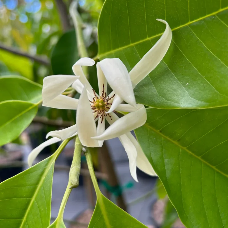 Chempaka | Etherische olie