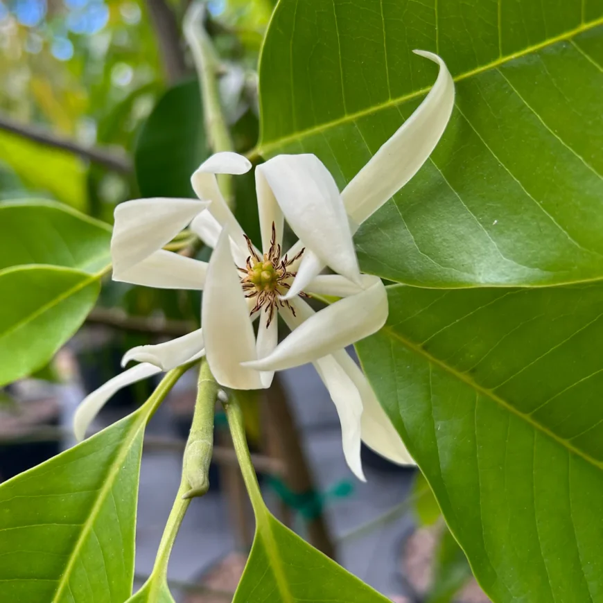 Past life | Auraspray