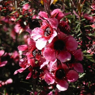 Manuka etherische olie