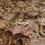 L’Heure Dorée | Brume Climber Oorbellen (2 varianten)