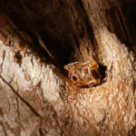 L’Heure Dorée | Lueur Oorbellen