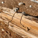 L’Heure Dorée | Volonté Oorbellen